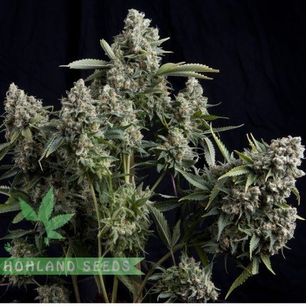 насіння канабісу від https://hohlandseeds.com/